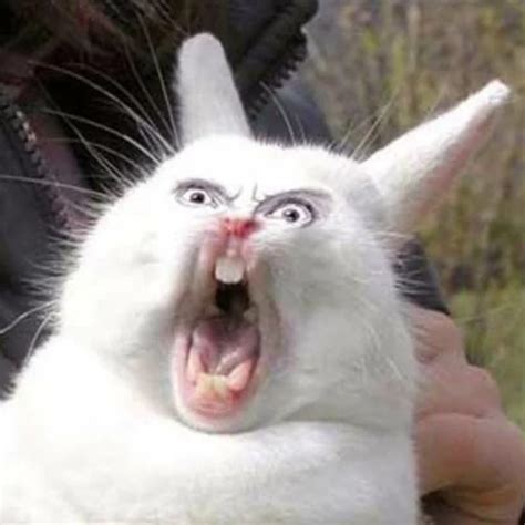 crazy bunny gif|crazy rabbit meme.